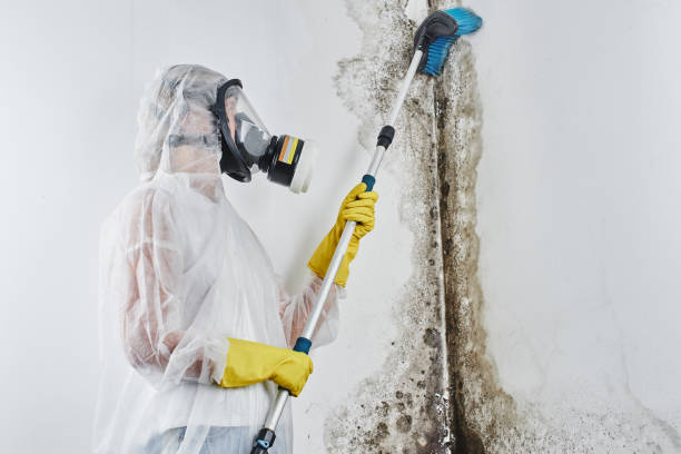 Home Mold Removal in Archbald, PA