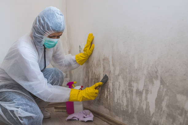 Best Attic Mold Removal  in Archbald, PA