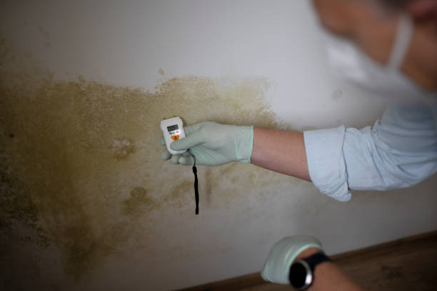 Best Toxic Mold Removal  in Archbald, PA