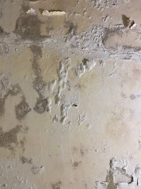 Best Mold Testing  in Archbald, PA