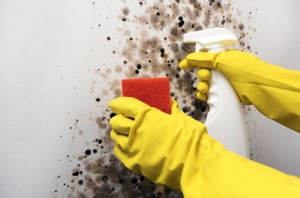 Best Certified Mold Removal  in Archbald, PA
