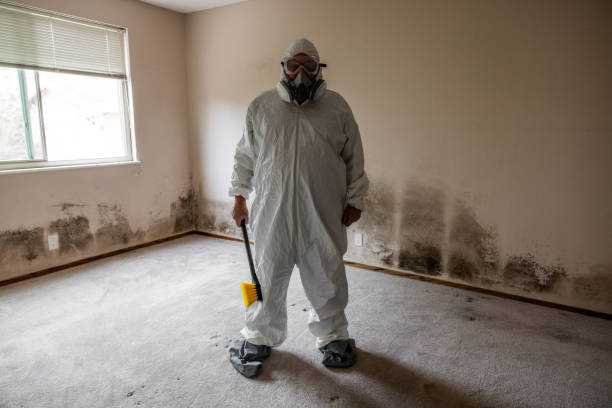 Certified Mold Removal in Archbald, PA