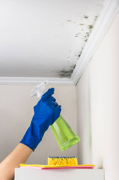 Best Office Mold Removal Services  in Archbald, PA