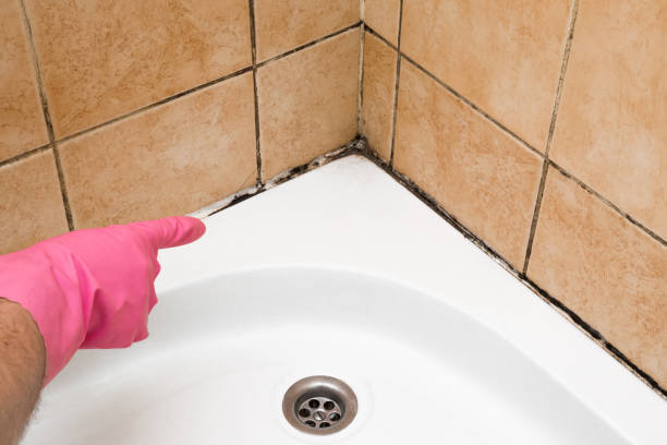 Best Residential Mold Removal  in Archbald, PA